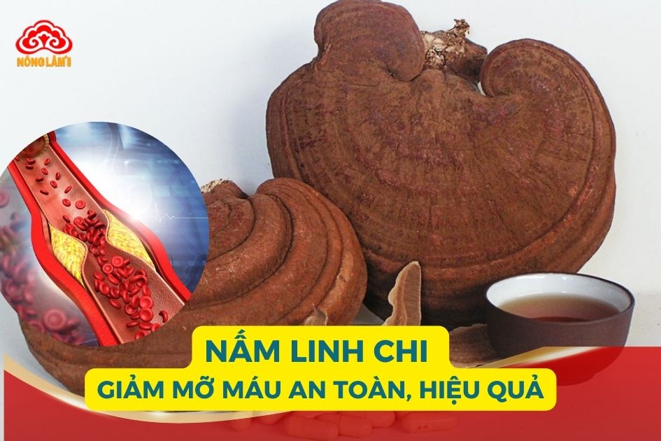 Nấm linh chi có tác dụng giảm mỡ máu hiệu quả