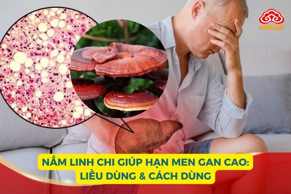 Nấm Linh Chi Giúp Hạ Men Gan Cao: Liều Dùng & Cách Dùng