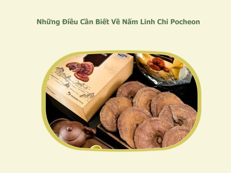 nấm linh chi Pocheon