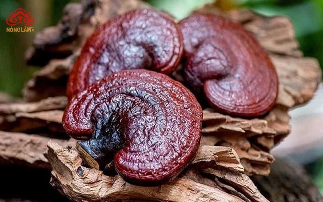 Nấm Linh Chi Trị Nhiệt Miệng: Công Dụng, Cơ Chế và Cách Dùng 8 nấm linh chi