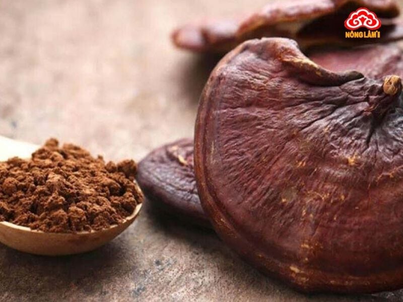 5 Cách Sử Dụng Nấm Linh Chi Đỏ Nguyên Tai Hiệu Quả Nhất 14 Nghiền nấm linh chi đỏ nguyên tai thành bột