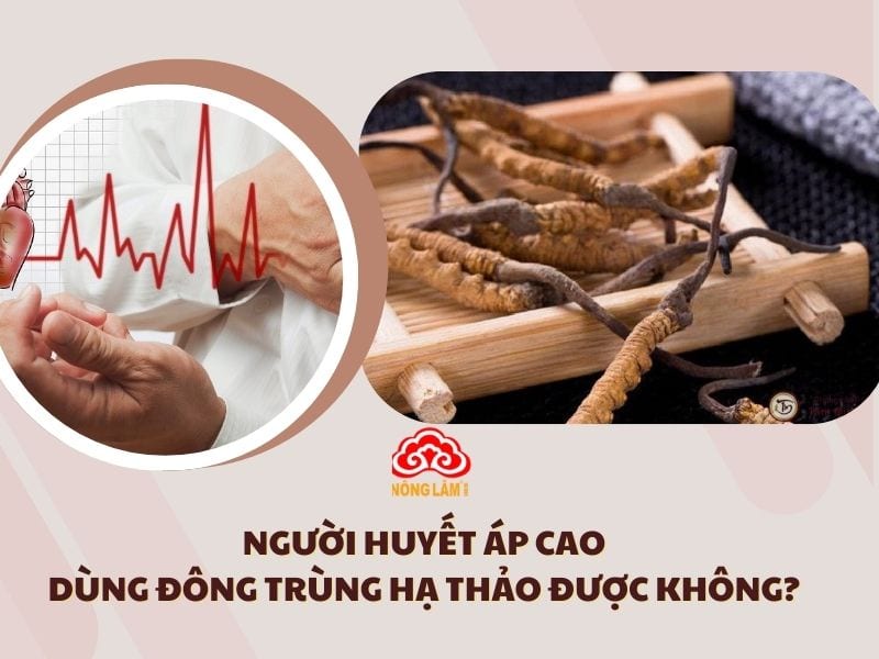 Người Huyết Áp Cao Dùng Đông Trùng Hạ Thảo Được Không?