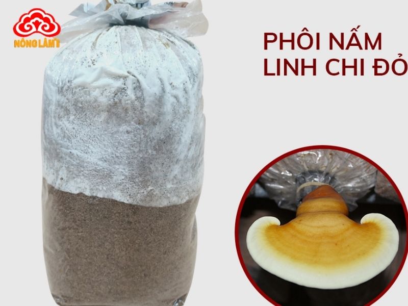 Phôi nấm linh chi đỏ