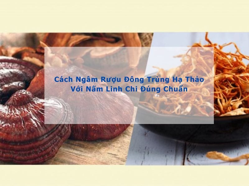 ngâm rượu đông trùng hạ thảo với nấm linh chi