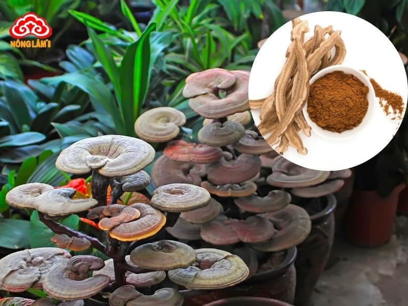 Sau Hóa Trị Ung Thư Có Nên Sử Dụng Nấm Linh Chi Không? 12 Sử dụng nấm linh chi hỗ trợ phục hồi sau hóa trị hiệu quả