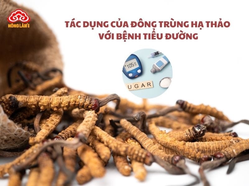 Tác Dụng Của Đông Trùng Hạ Thảo Với Bệnh Tiểu Đường 8 Tác Dụng Của Đông Trùng Hạ Thảo Với Bệnh Tiểu Đường 2