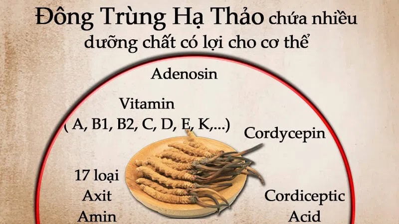 Các dưỡng chất có trong đông trùng hạ thảo