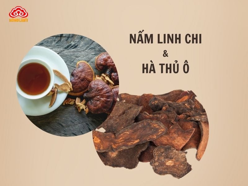Trà nấm linh chi kết hợp hà thủ ô