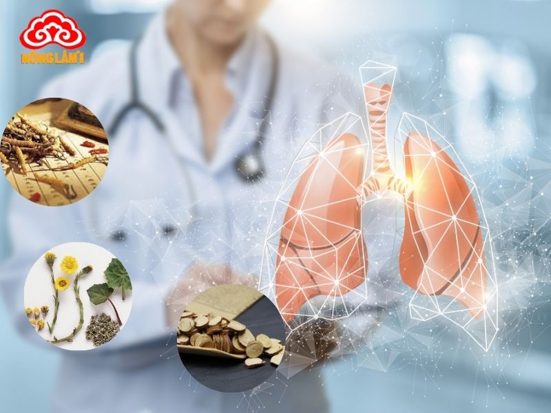 Những Bài Thuốc Quý Từ Đông Trùng Hạ Thảo 12 Bài thuốc quý từ đông trùng hạ thảo chữa bệnh đường hô hấp