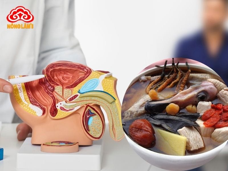 Những Bài Thuốc Quý Từ Đông Trùng Hạ Thảo 15 Bài thuốc quý từ đông trùng hạ thảo trị thiếu máu, liệt dương