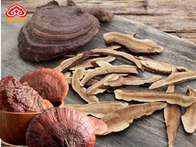 Nấm Linh Chi Bảo Quản Như Thế Nào Đúng Cách? 9 Cách bảo quản nấm linh chi đã thái lát