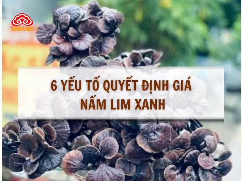 6 Yếu Tố Quyết Định Giá Nấm Lim Xanh Bao Nhiêu 1Kg 8 6 yếu tố quyết định giá nấm lim xanh