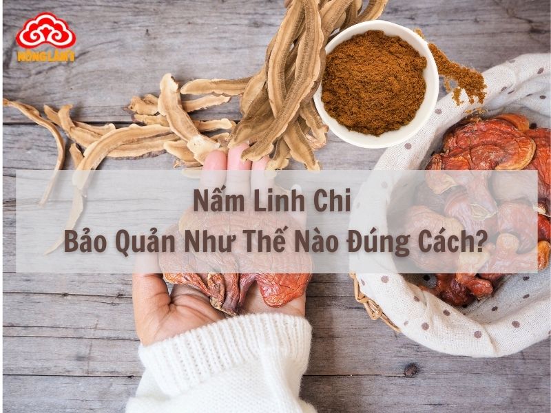Nấm Linh Chi Bảo Quản Như Thế Nào Đúng Cách? 7 Hướng dẫn bảo quản nấm linh chi đúng cách