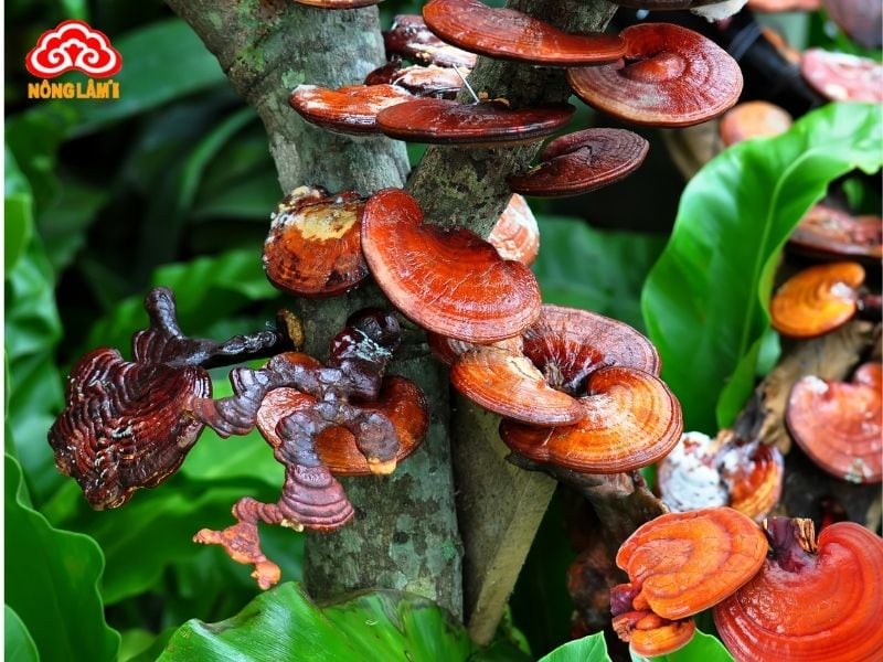 Nấm Linh Chi Bảo Quản Như Thế Nào Đúng Cách? 11 Cách bảo quản nấm linh chi tươi