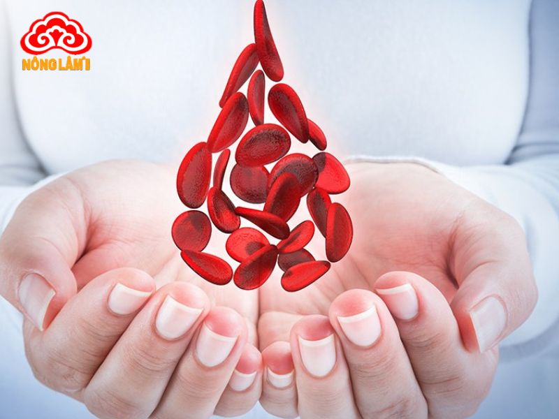 Tác Dụng Hoạt Huyết Của Nấm Linh Chi 12 Tác động cải thiện chất lượng máu