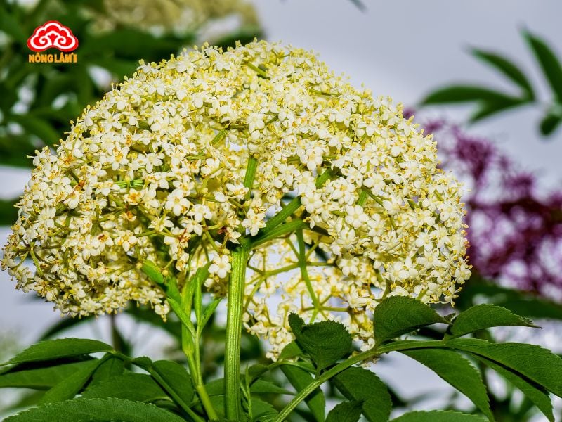 Top 7 Thảo Dược Tự Nhiên Tốt Cho Phụ Nữ Tiền Mãn Kinh 16 Đương quy (angelica sinensis)