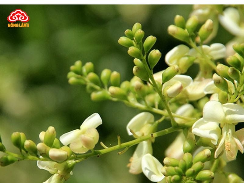 Top 10 Thảo Dược Trị Mất Ngủ An Toàn, Hiệu Quả Cao 28 Hoa hòe