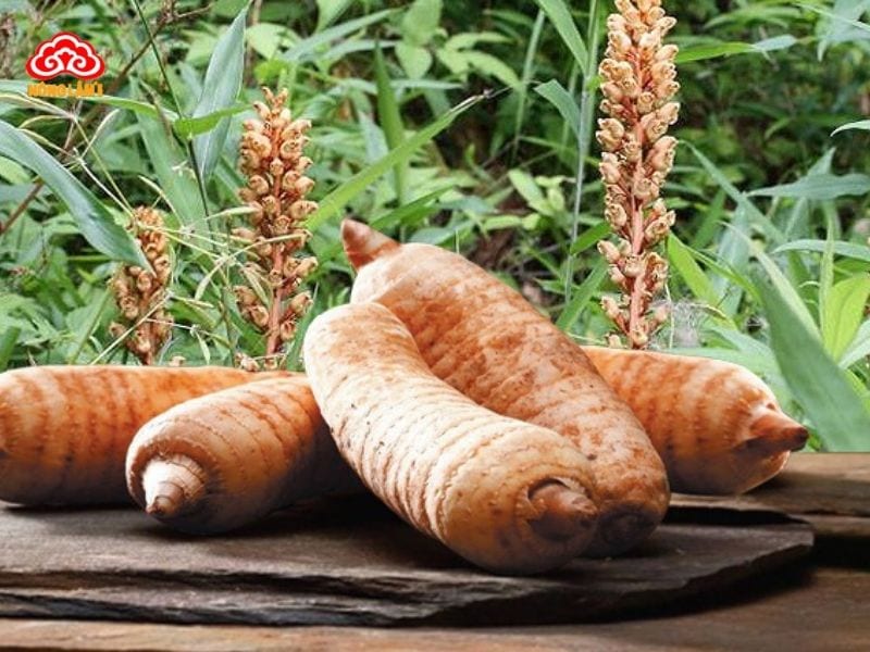 Top 7 Thảo Dược Tự Nhiên Tốt Cho Phụ Nữ Tiền Mãn Kinh 14 Thiên ma (black cohosh)