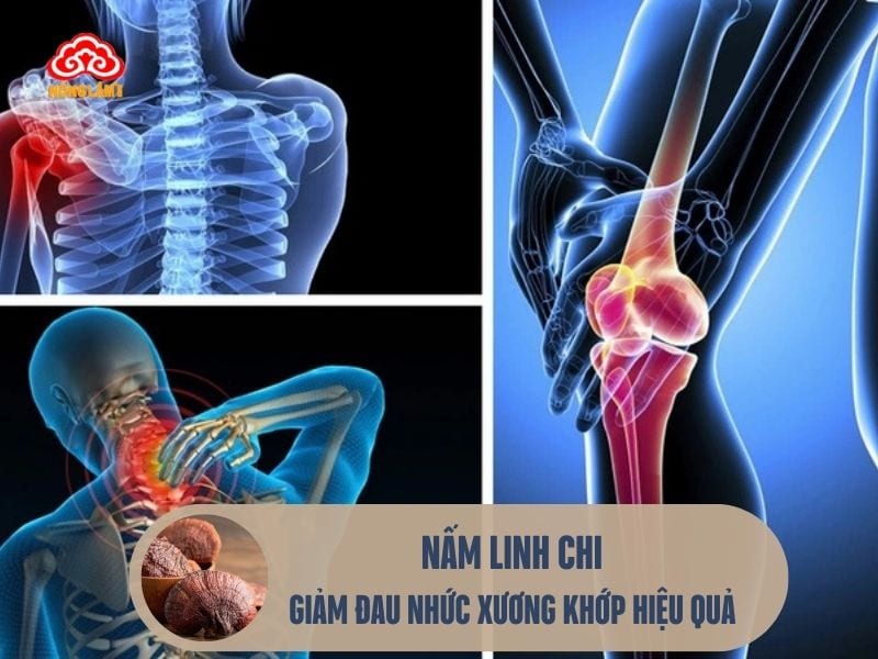 Nấm linhchi giảm đau nhức xương khớp hiệu quả