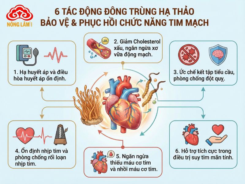Tác Dụng Của Đông Trùng Hạ Thảo Với Hệ Tim Mạch 7 Cơ chế tác động của đông trùng hạ thảo lên hệ tim mạch
