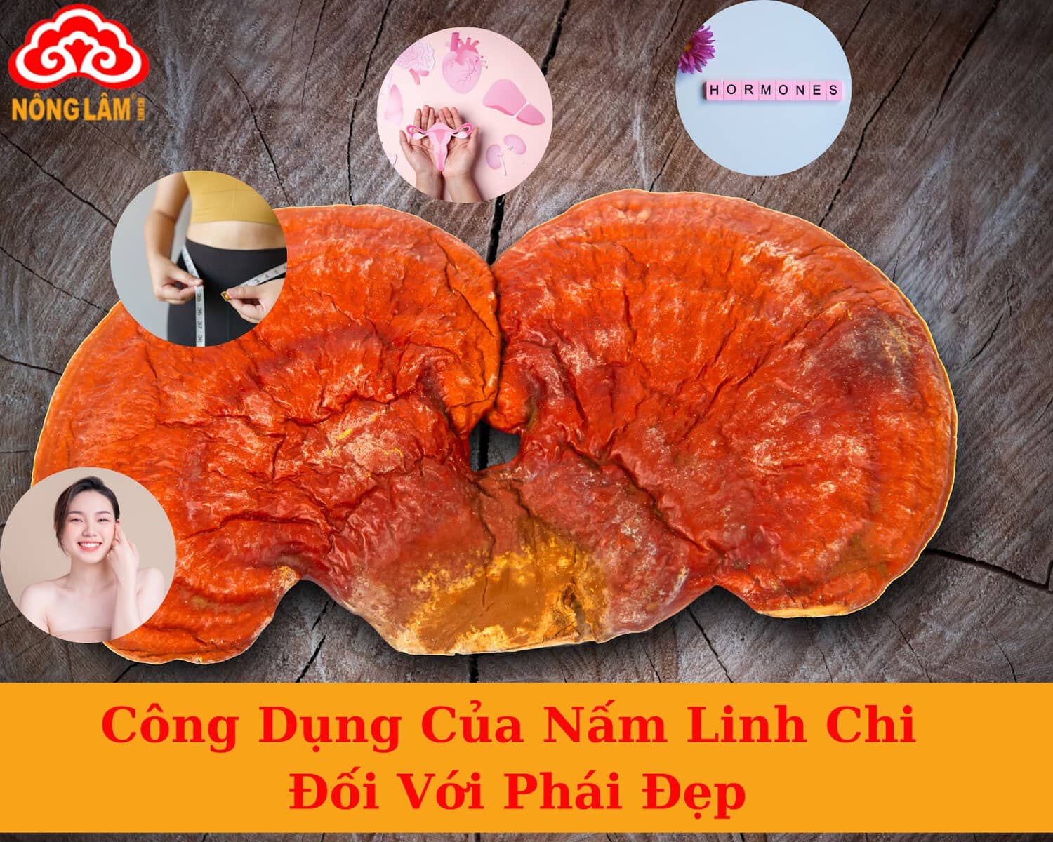 Công dụng của nấm linh chi với phái đẹp