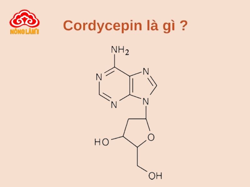Cordycepin Là Gì? Lợi Ích Với Sức Khỏe &Amp; Cách Bổ Sung 7 Cordycepin là một hợp chất nucleoside tự nhiên