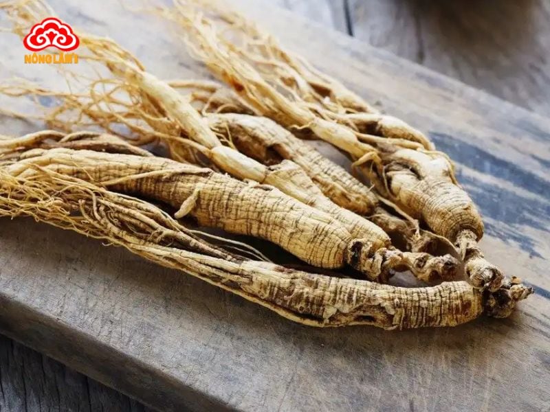 Top 7 Địa Chỉ Bán Sâm Ngọc Linh Uy Tín Hải Phòng 9 Linh chi nông lâm cung cấp sản phẩm sâm ngọc linh chất lượng đảm bảo