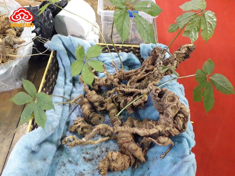 Top 7 Địa Chỉ Bán Sâm Ngọc Linh Uy Tín Hải Phòng 12 Cửa hàng sâm ngọc linh quasapharco tại hải phòng