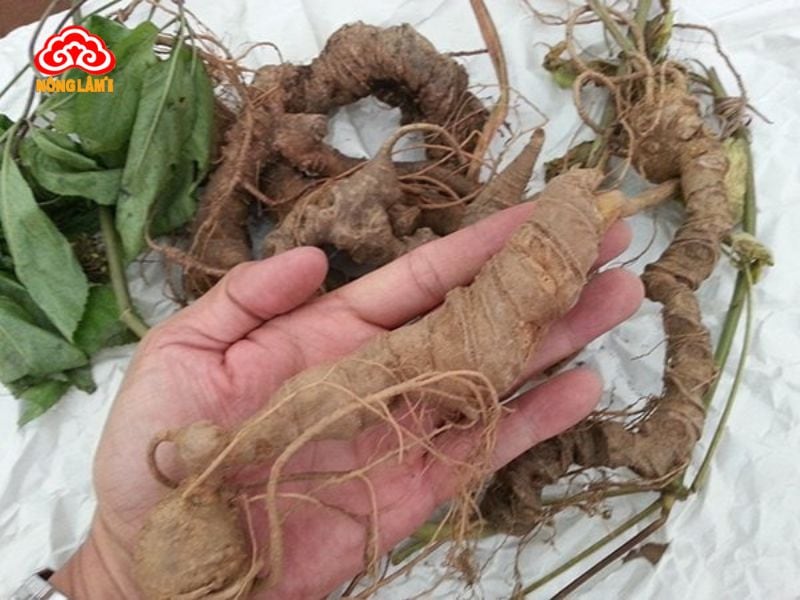 Top 7 Địa Chỉ Bán Sâm Ngọc Linh Uy Tín Hải Phòng 11 Cửa hàng sâm ngọc linh tumơrông