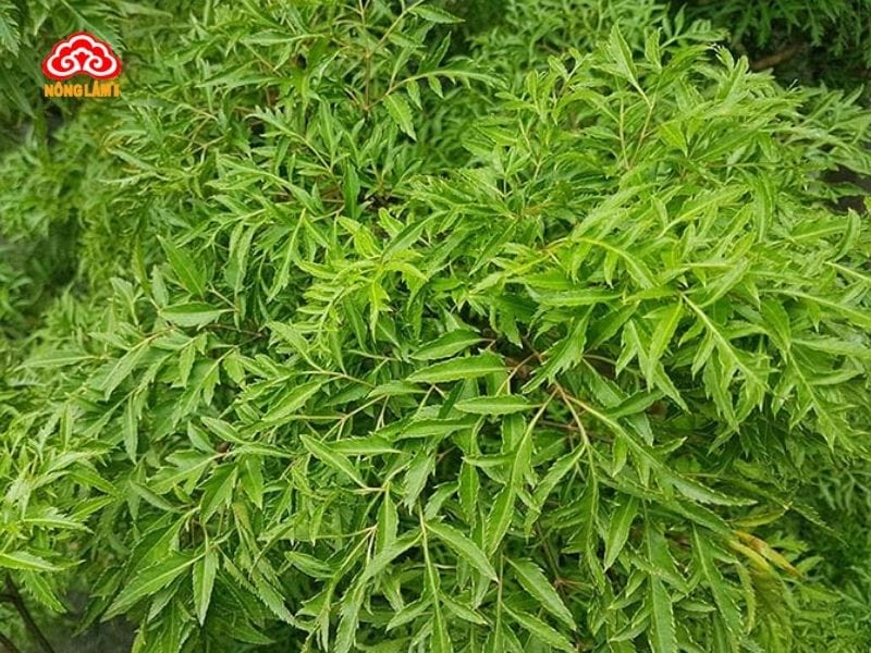 Top 10 Thảo Dược Trị Mất Ngủ An Toàn, Hiệu Quả Cao 20 Đinh lăng