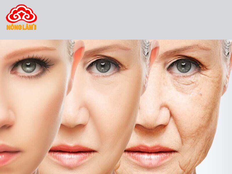 Độ tuổi nên dùng đông trùng hạ thảo chống lão hóa