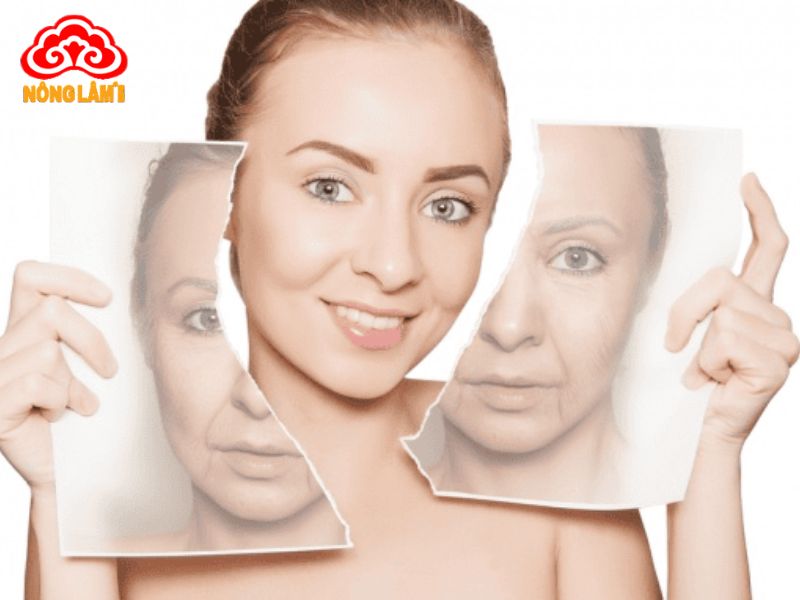 Đông trùng hạ thảo giúp "đảo ngược" quá trình lão hóa bằng cách chống lại gốc tự do