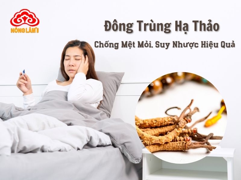 Đông Trùng Hạ Thảo Chống Mệt Mỏi, Suy Nhược Hiệu Quả 7 Đông trùng hạ thảo chống mệt mỏi, suy nhược cơ thể