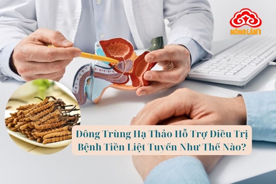 Đông Trùng Hạ Thảo Hỗ Trợ Điều Trị Bệnh Tiền Liệt Tuyến Như Thế Nào?