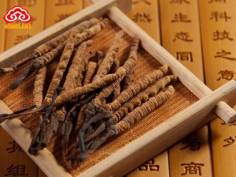 Những Bài Thuốc Quý Từ Đông Trùng Hạ Thảo 11 Đông trùng hạ thảo có nhiều dưỡng chất mang lại nhiều lợi ích cho sức khỏe