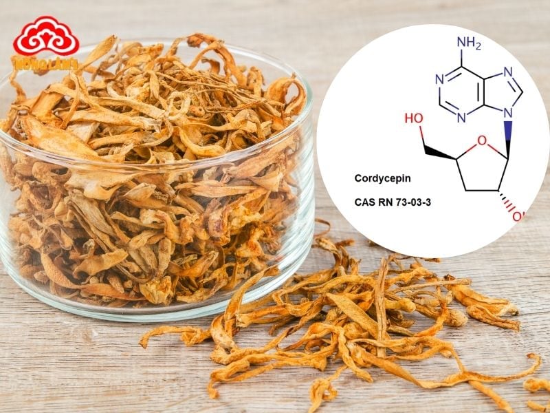 Cordycepin Là Gì? Lợi Ích Với Sức Khỏe &Amp; Cách Bổ Sung 9 Nguồn cung cấp cordycepin dồi dào và phổ biến nhất chính là đông trùng hạ thảo