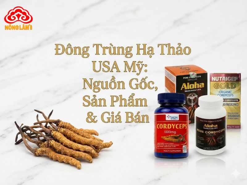 Đông Trùng Hạ Thảo Usa Mỹ: Nguồn Gốc, Sản Phẩm &Amp; Giá Bán 8 Tìm hiểu về đông trùng hạ thảo của mỹ (usa)