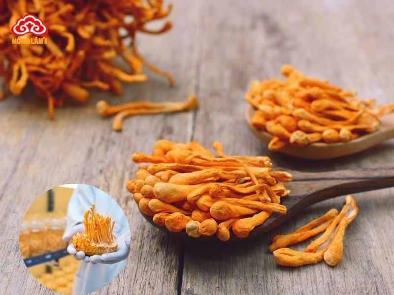 Đông trùng hạ thảo