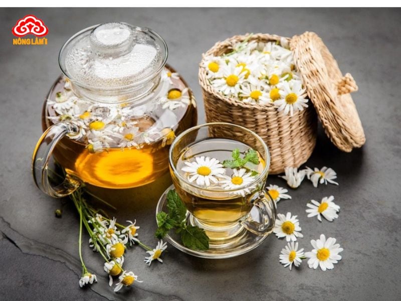 Top 10 Thảo Dược Trị Mất Ngủ An Toàn, Hiệu Quả Cao 25 Hoa cúc