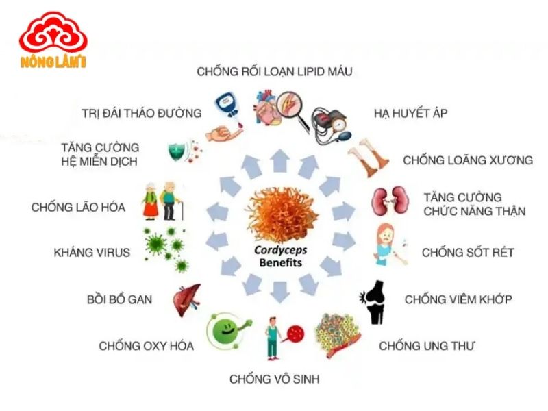 Cordycepin Là Gì? Lợi Ích Với Sức Khỏe &Amp; Cách Bổ Sung 8 Cordycepin có nhiều lợi ích với sức khỏe