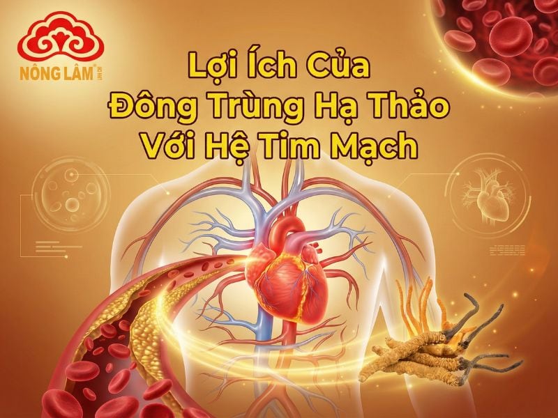 Tác Dụng Của Đông Trùng Hạ Thảo Với Hệ Tim Mạch 6 Lợi ích của đông trùng hạ thảo với hệ tim mạch