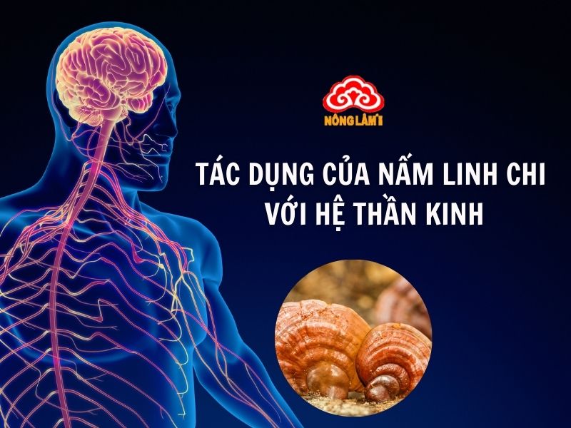 Tác dụng của nấm linh chi với hệ thần kinh
