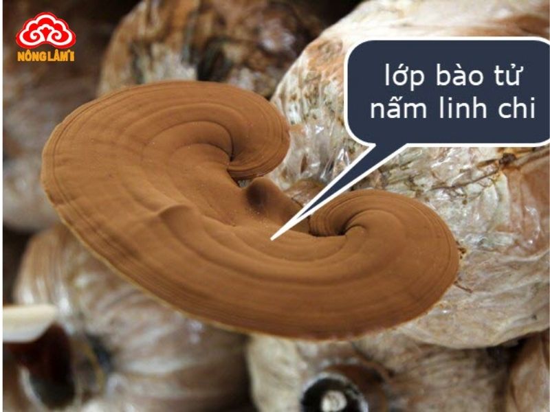 Rửa Sạch Nấm Linh Chi Trước Khi Sử Dụng Nên Hay Không? 7 Lớp bào tử nấm linh chi