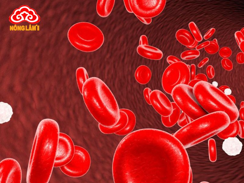 Tác Dụng Hoạt Huyết Của Nấm Linh Chi 11 Tác động làm sạch và mở rộng lòng mạch