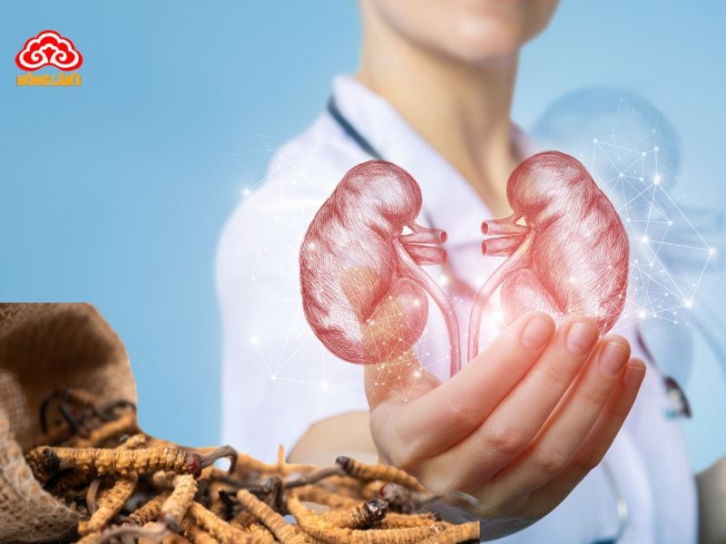 Lưu ý khi dùng đông trùng hạ thảo chữa sỏi thận