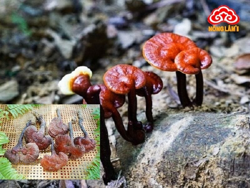 Nấm Lim Xanh Hỗ Trợ Trị Bệnh Tiểu Đường Hiệu Quả 7 Nấm lim xanh chứa các hợp chất hoạt tính sinh học quý giá như: polysaccharides, triterpenoids, peptidoglycans