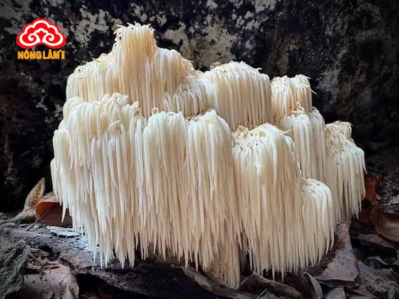 Nấm Hầu Thủ: Giá Trị Dinh Dưỡng, Công Dụng &Amp; Cách Dùng 8 Nấm hầu thủ