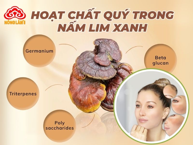 Nấm lim xanh hỗ trợ trị nám hiệu quả nhờ chứa các hoạt chất quý giá