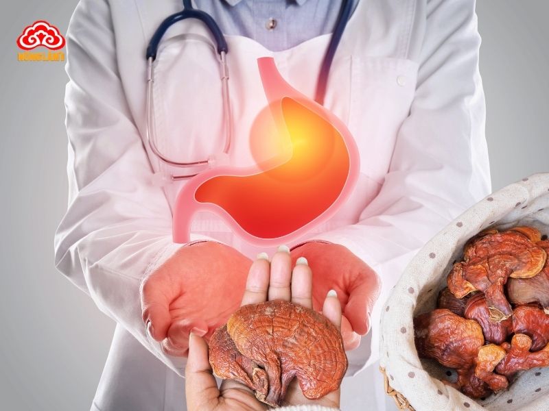 Tác Dụng Của Nấm Linh Chi Với Bệnh Đau Dạ Dày 9 Nấm linh chi hỗ trợ chữa đau dạ dày