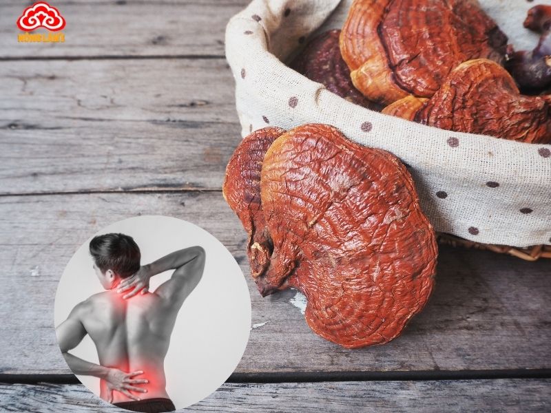 Lợi ích của nấm linh chi với bệnh đau nhức xương khớp